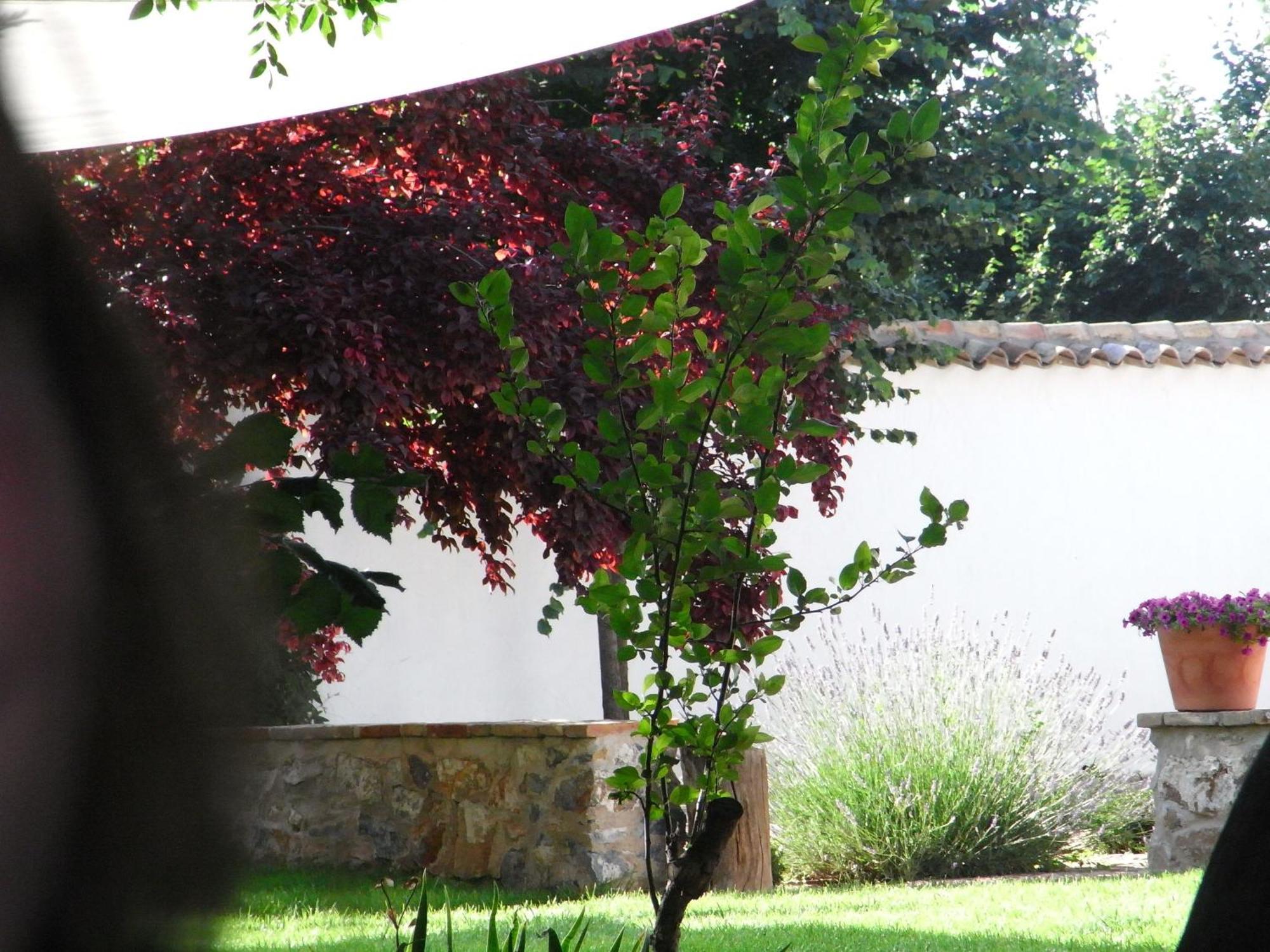 Casa Rural La Alameda Madridejos Zewnętrze zdjęcie